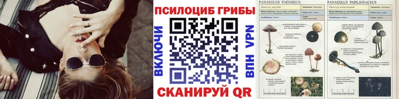Псилоцибиновые грибы мицелий  где купить наркоту  Шали 